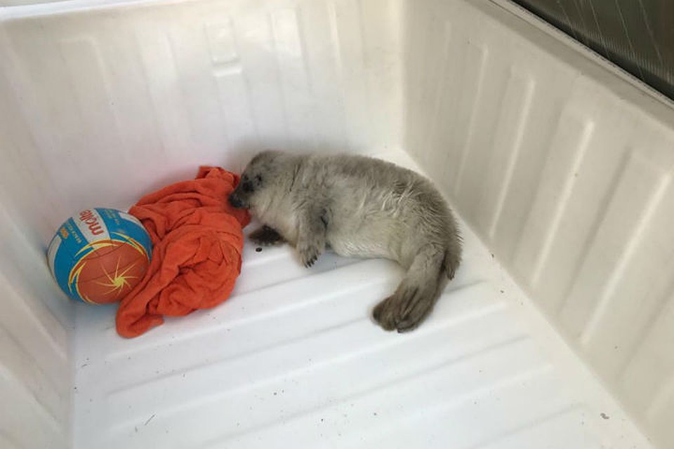 Спасенных малышей отправляют в центр на лечение / Фото: Водоканал