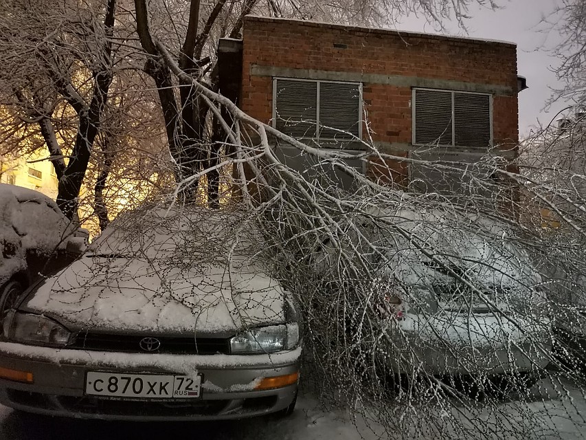 Ветка "прилегла отдохнуть". Фото: Сергей Волошин