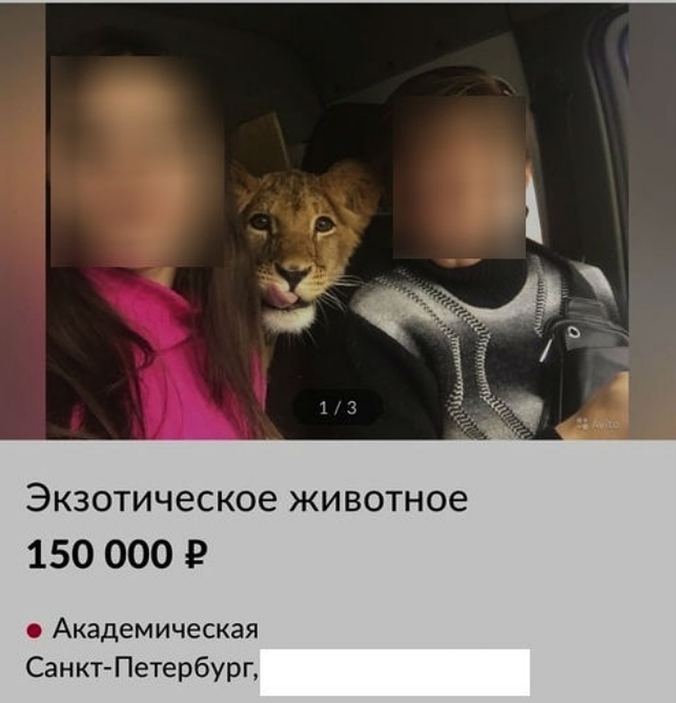 Изначальная цена на бедное животное была огромной. Фото: СОЦСЕТИ