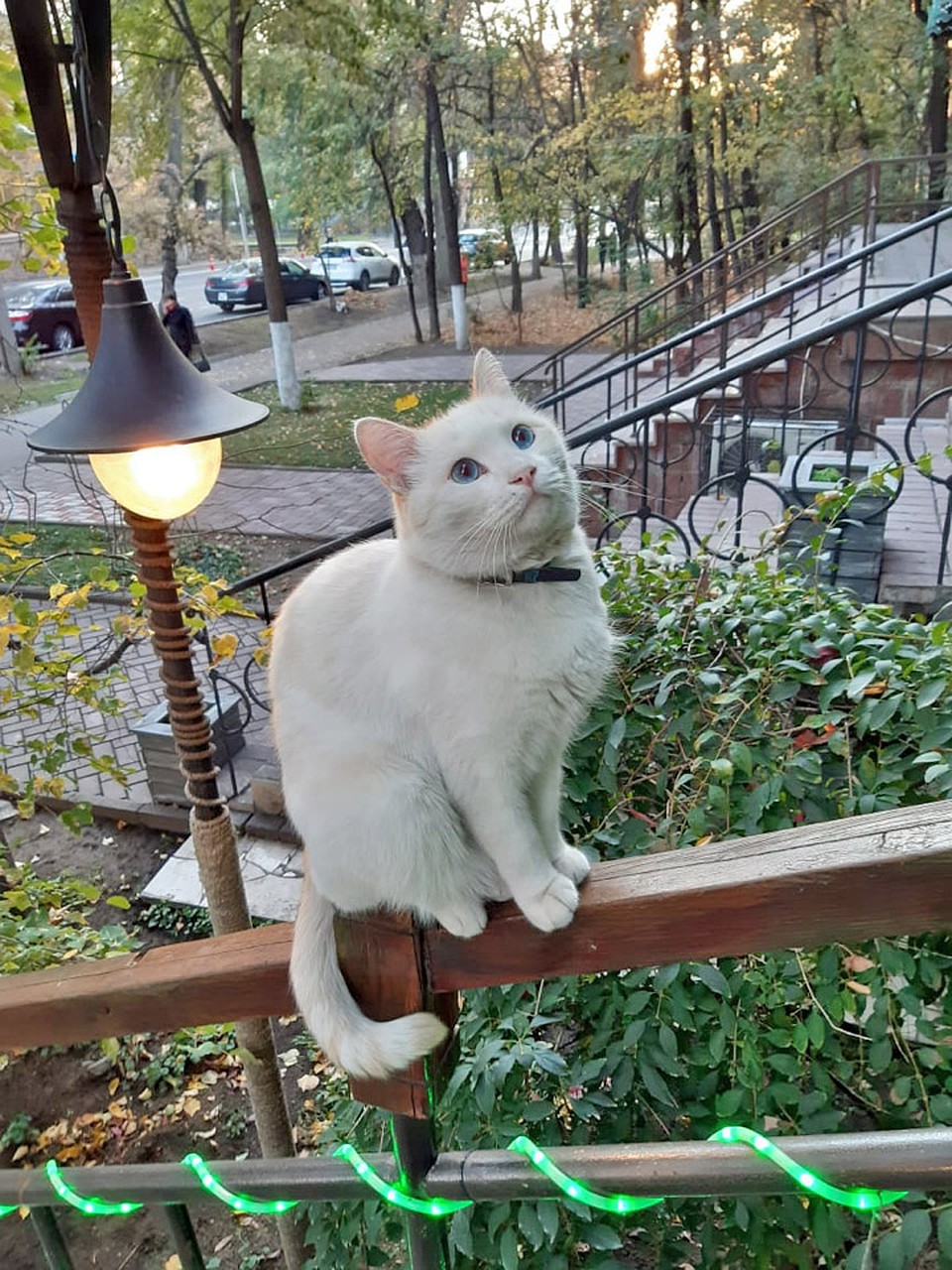 А вместе с одеялом греют Татьяну коты.