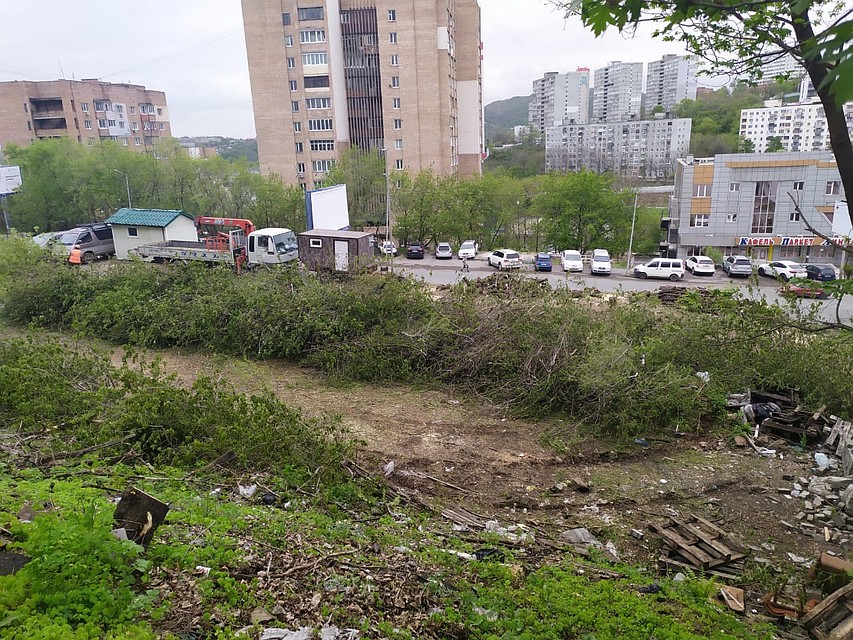 Деревья массово вырубают вдоль проспекта Фото: Милана СОКОЛ