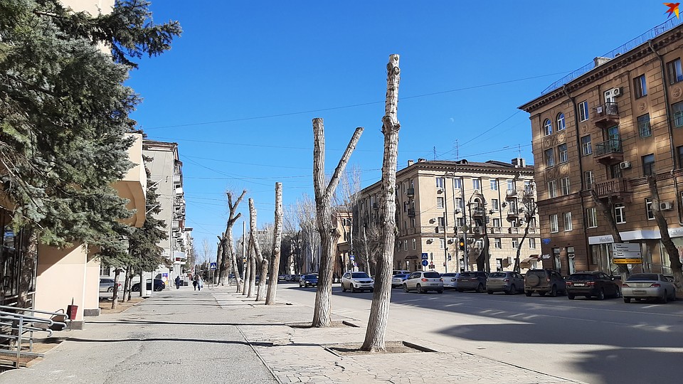Так выглядела улица Советская в марте, деревья обрезали в этом году. Фото: Екатерина СИМОХИНА