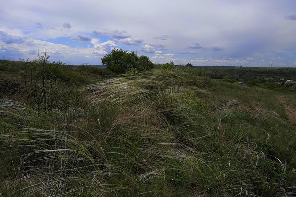В Зуевке сохранилось немало краснокнижных растений. Фото: Юлия АНДРИЕНКО