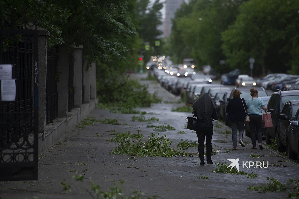 Сильный ветер повредил деревья Фото: Алексей БУЛАТОВ
