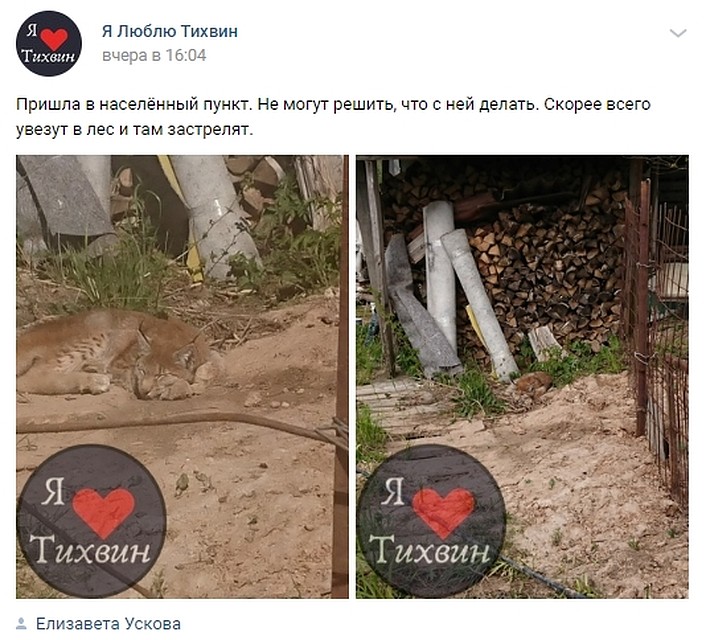 Очевидец опубликовала фотографии животного в соцсетях и следила за его судьбой. Фото: vk.com/tix47