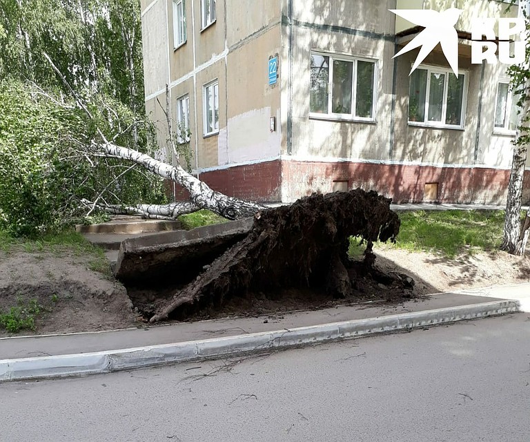 Ветер повалил дерево на улице Шлюзовой. Фото: Юлия УЛЬШИНА.