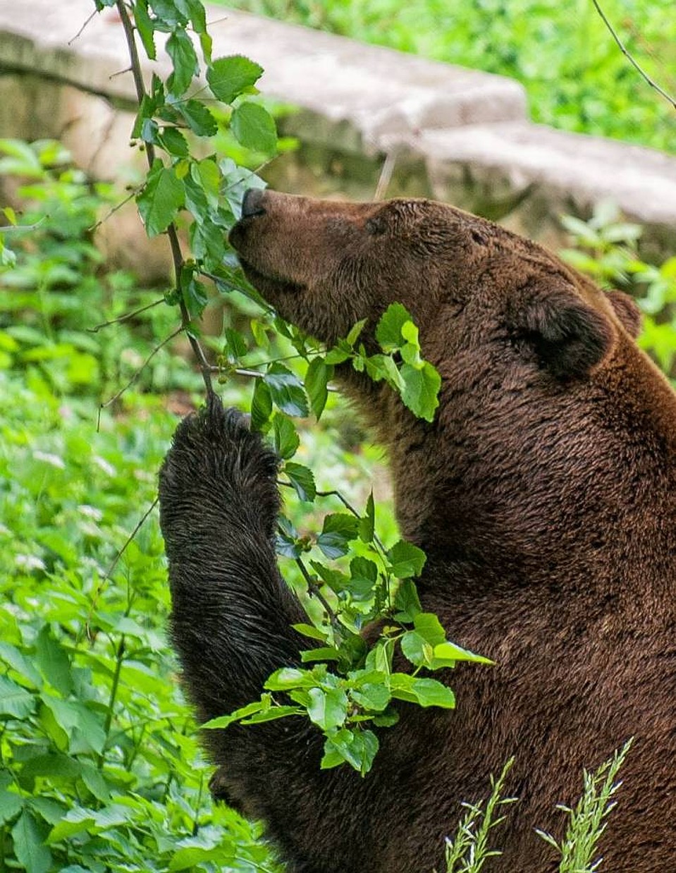 Понравилось Ворчуну у нас. Фото: zoo.md