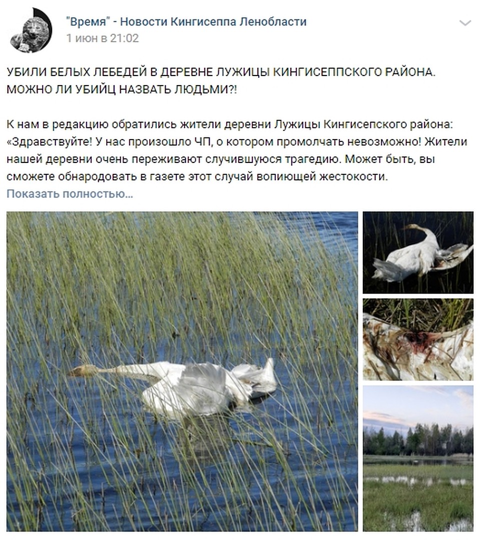Фотографии убитых лебедей стали и шокирующей истории распространяться по соцсетям. Фото: vk.com/club113266028