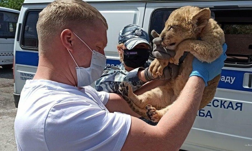 Изможденный малыш сразу сдался полицейским. Фото: ГУ МВД по по Волгоградской области