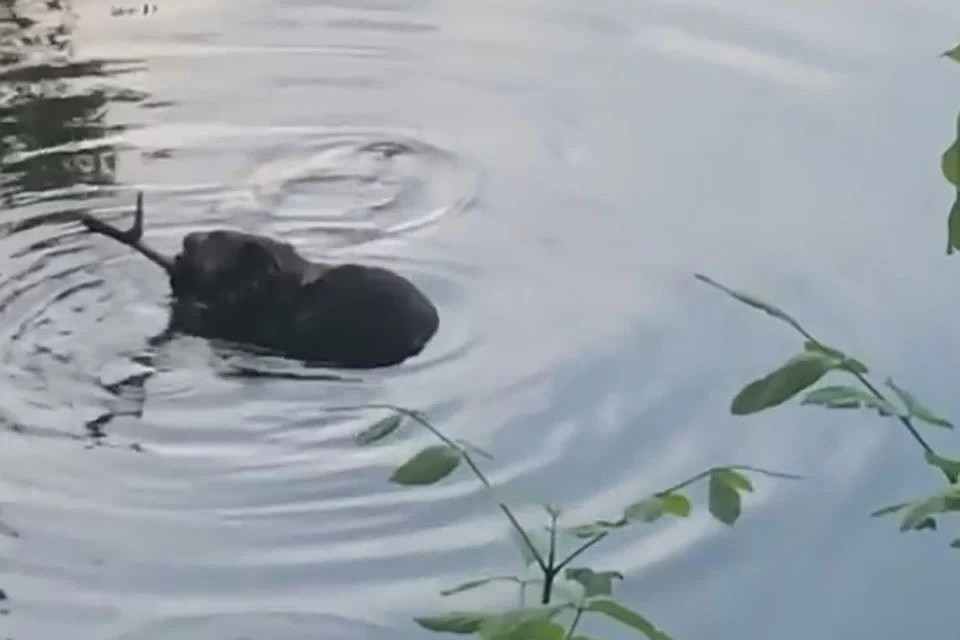 Бобер в Парке Победы Твери людей не боится. Фото: кадр с видео