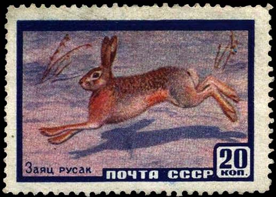В 1960 году будущего «белорусского» зайчика поместили на 20-копеечную почтовую марку серии «Фауна СССР»...