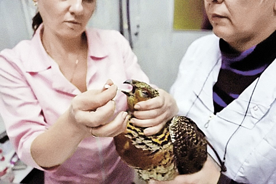 ...и, после того как ее подлечили, выпустили в лес за чертой города. Фото: veterinarian.ru