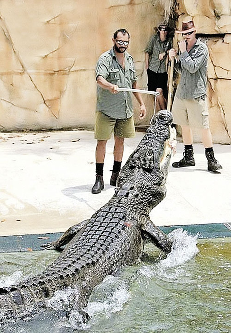 Зубастых рептилий кормят курятиной. Фото: © Crocosaurus Cove/Caters News Agency