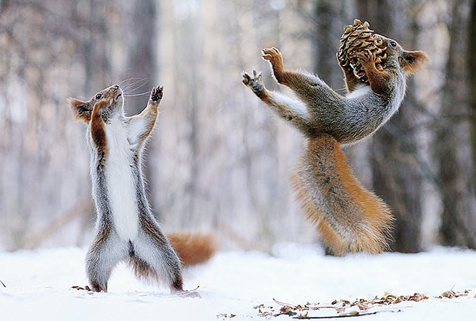 Фото: Вадим ТРУНОВ