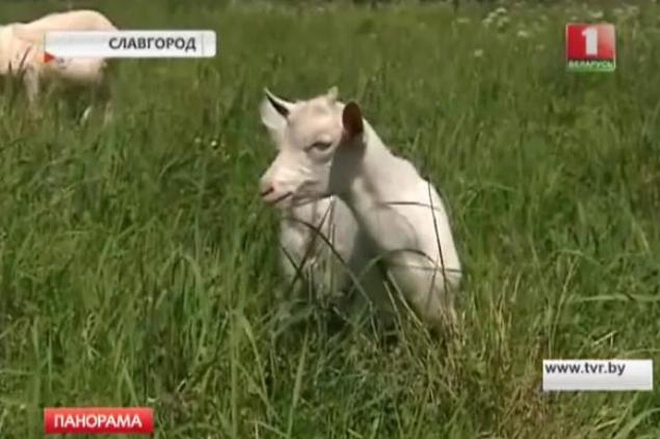 Дарик щипет травку и ест геркулес с молоком. Фото: Фото: скрин видео АТН "Агентство телевизионных новостей" НГТРК.