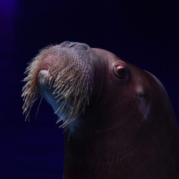 Мюзикл на воде «Сон в летнюю ночь» в Москвариуме