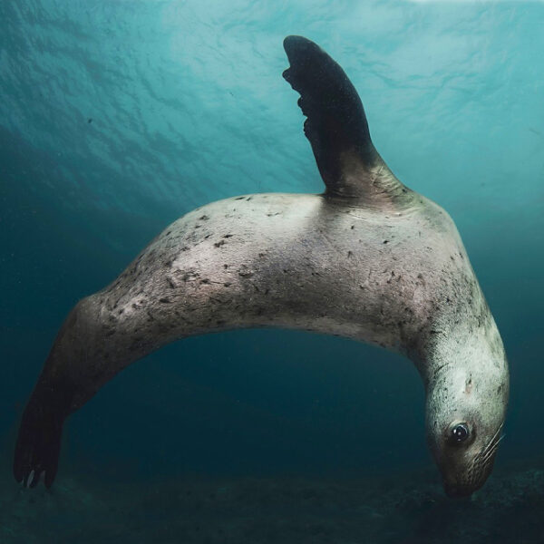 Крупнейшая в мире выставка подводной фотографии на Moscow Dive Show