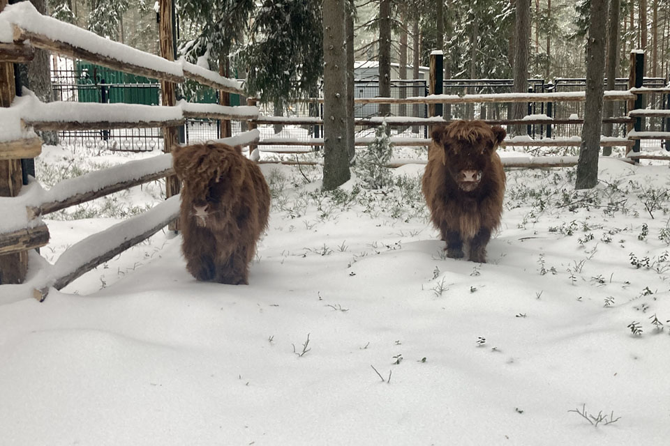 В филиале Московского зоопарка поселились шотландский бык и корова породы Хайленд