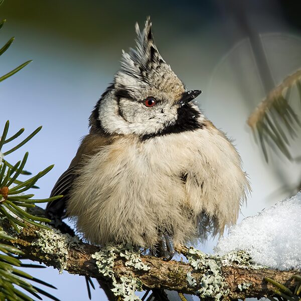 Выставка Nature Photo Team в Галерее классической фотографии