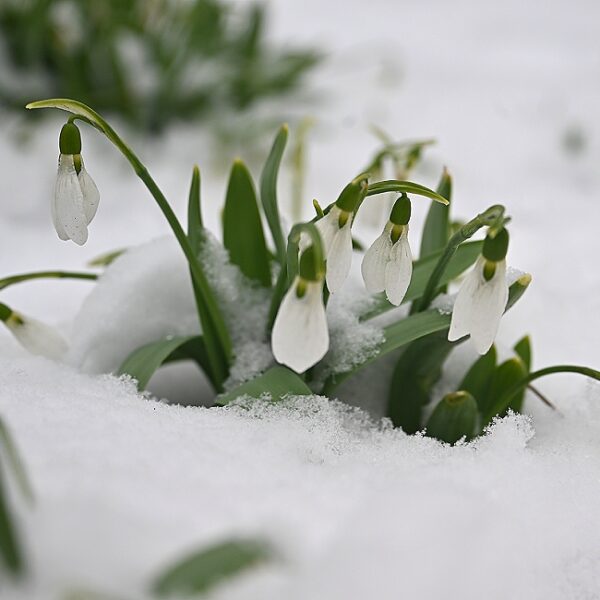 Спектакль «Двенадцать месяцев»