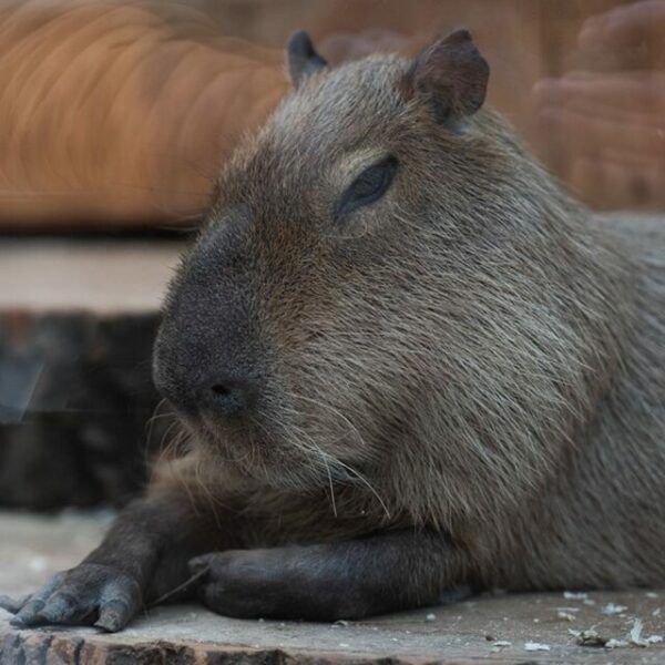 Фестиваль «День капибары»