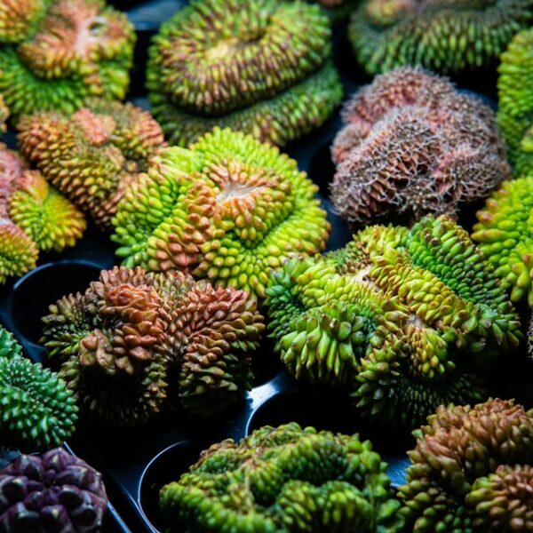 Фестиваль «Флора Фест»