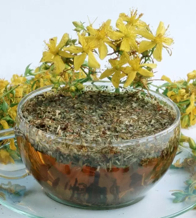 Hypericum odvar. Foto: Globallookpress