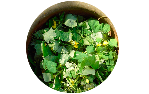 Чистотел. Фото: Wikipedia