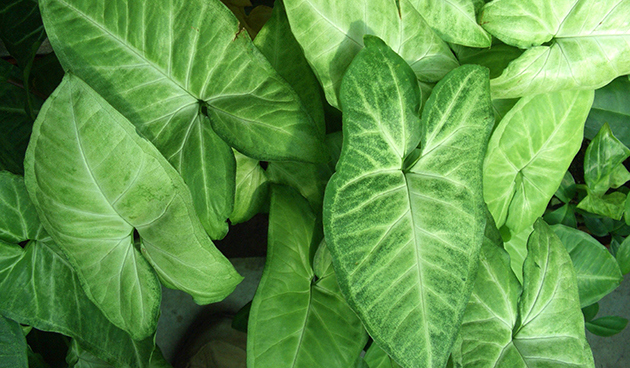 Syngonium podophyllum
