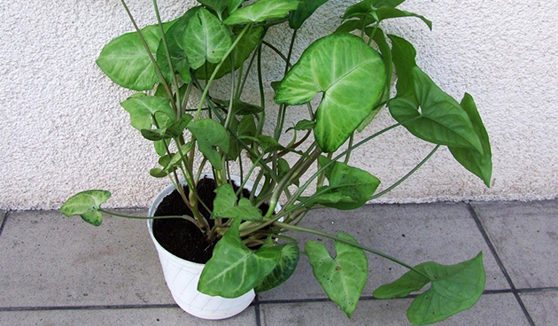 Syngonium podophyllum