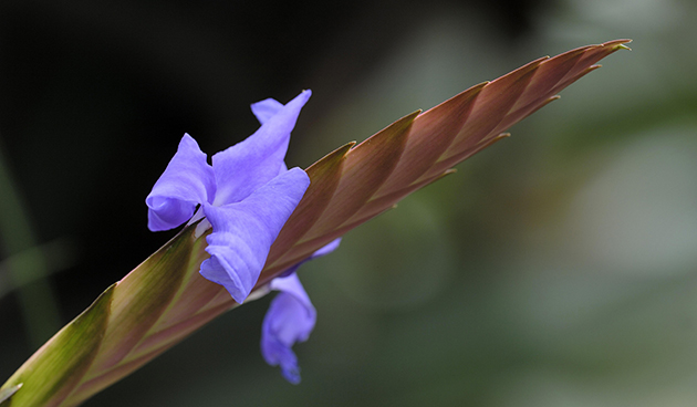 Тилландсия Линдена (Tillandsia Lindenii)
