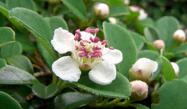 Кизильник Даммера (Cotoneaster dammerii)