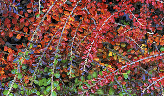 Кизильник горизонтальный (Cotoneaster horizontalis)