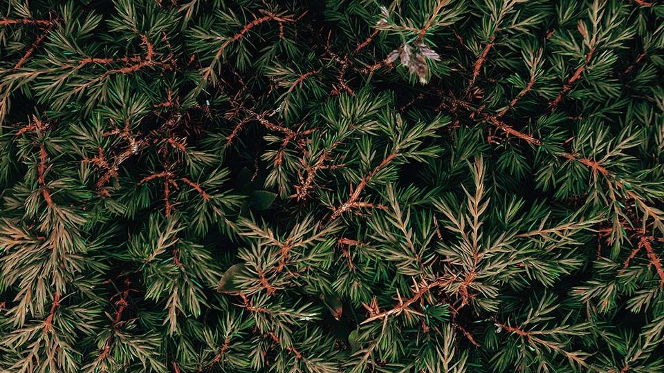 Можжевельник стелющийся