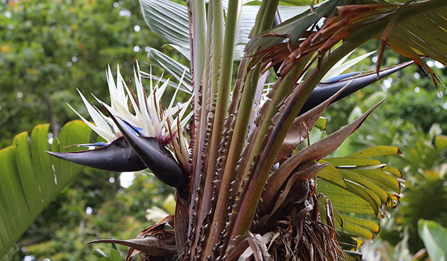 Strelitzia Nicholas