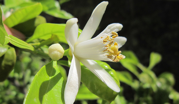 Комнатный лимон