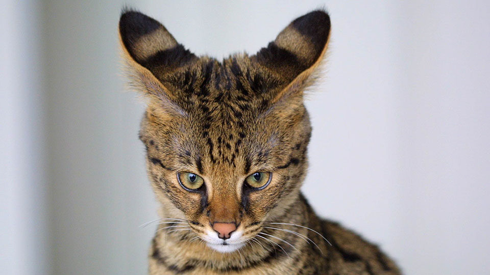 Ашера кошка