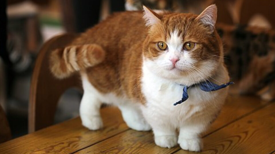 Манчкин кошка