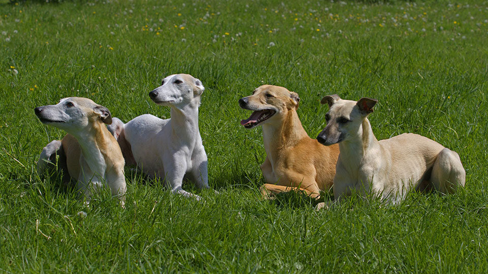Стандарты породы Уиппет