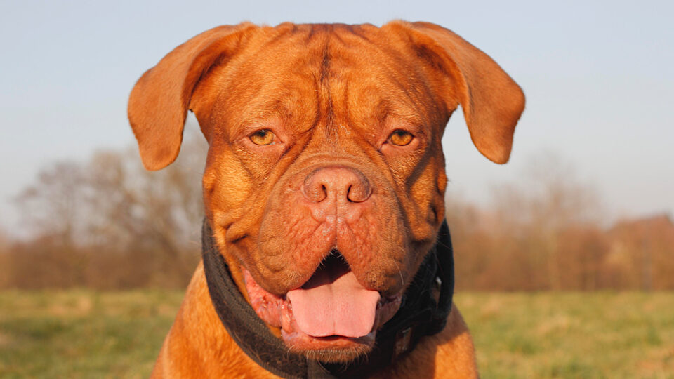 Бордоский дог собака