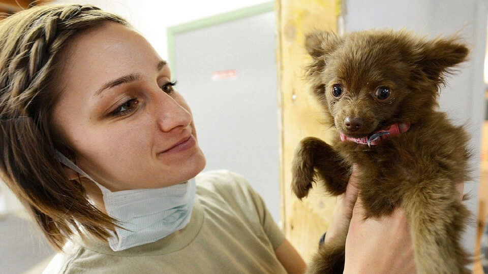 День ветеринарного работника России в 2026 году: история и традиции праздника