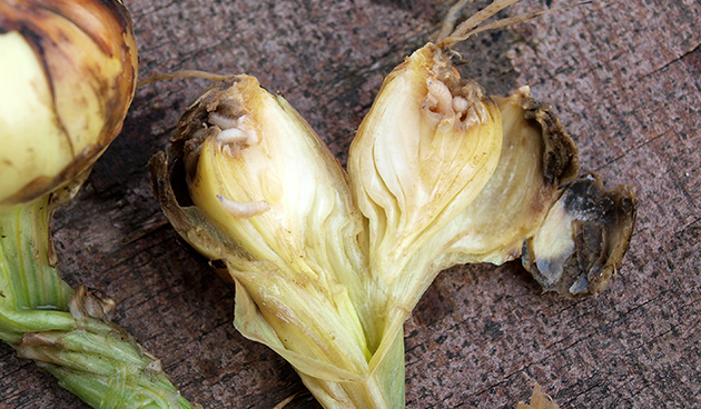 Луковая муха