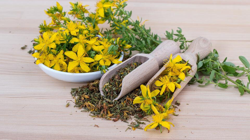 Зверобой: польза и вред для здоровья