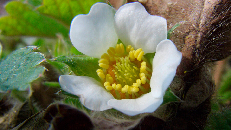 Вредители клубники