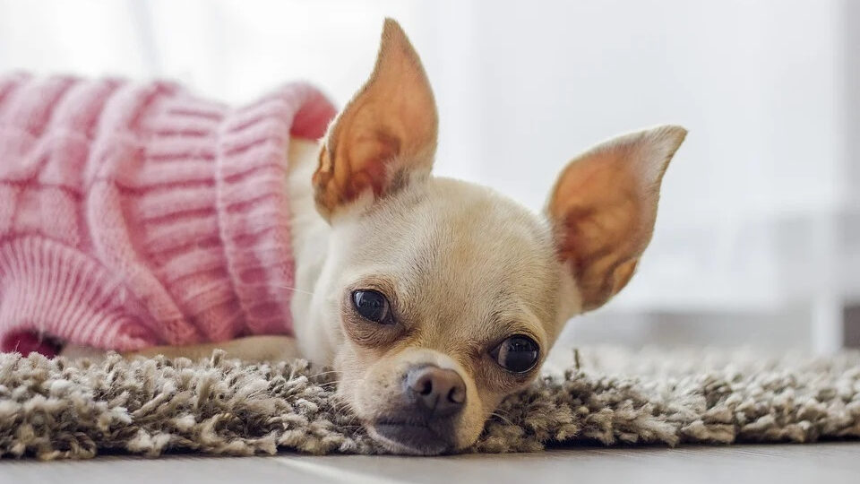 Дирофиляриоз у собак