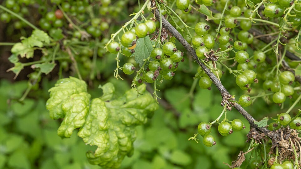 Вредители ягодных кустарников