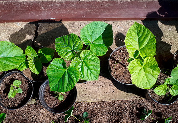 Сеянцы павловнии