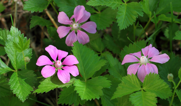 Выращивание княженики в открытом грунте