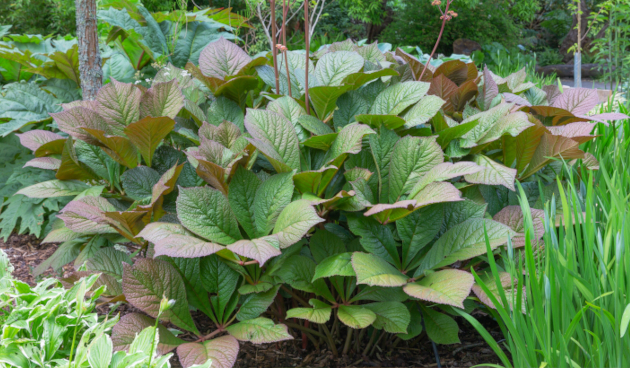 Роджерсия конскокаштанолистная