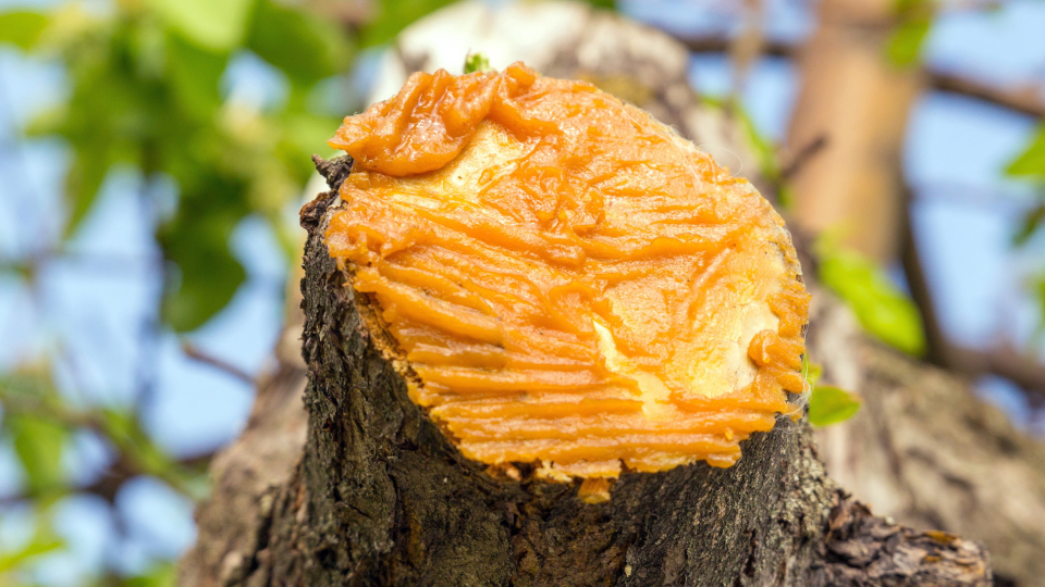 Садовый вар для деревьев